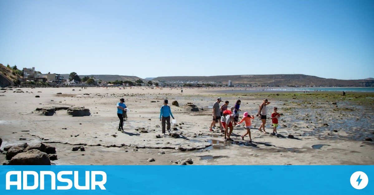 Rada Tilly: After bird flu cases, they advise against taking pets to the beach – ADNSUR