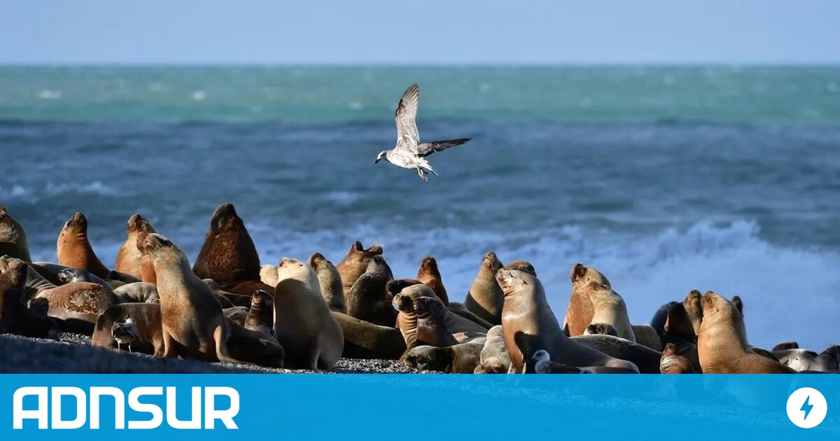 Bird flu alert: Chubut records highest number of dead sea lions at ‘more than 200’ – ADNSUR