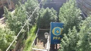 Incautaron una impresionante plantación de marihuana en Balsa Las Perlas